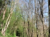 im wald