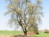 baum am feldrand