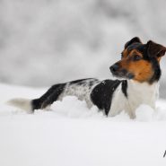 Jack Russell im Schnee
